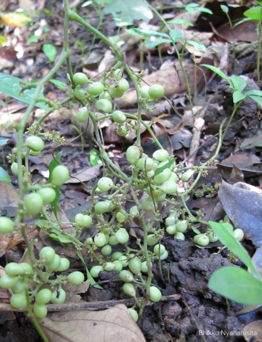 Cyclea peltata (Lam.) Hook.f. & Thomson